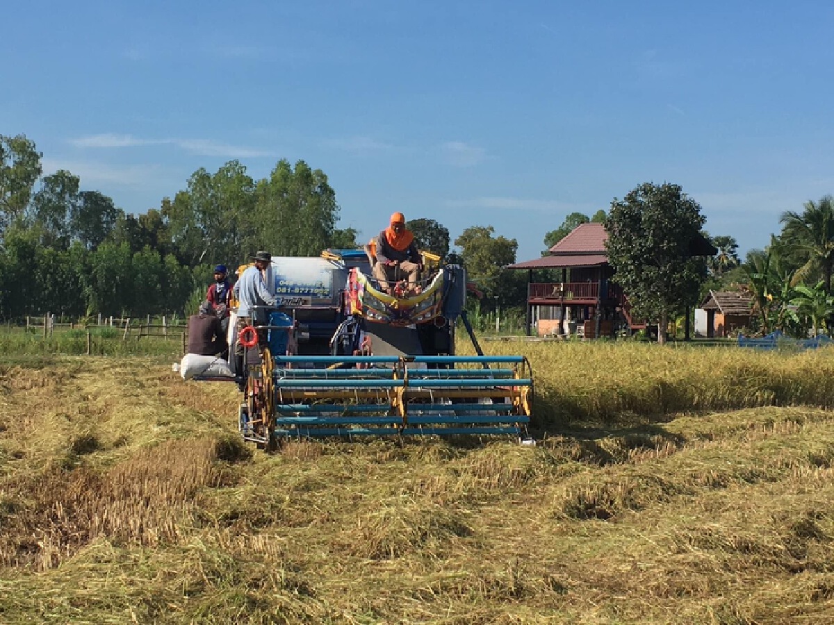 ราคาข้าวดิ่งต่ำสุดในรอบ 10 ปี ทุกข์เกษตรกร