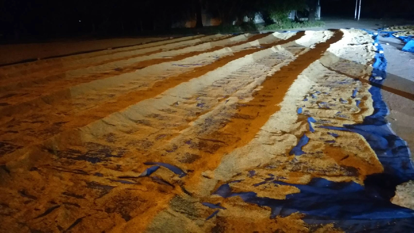 ตากข้าวหน้าเมรุ ปลอดภัยไม่ต้องมีคนเฝ้าทั้งคืน