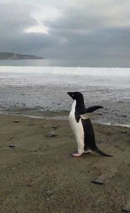 เพนกวิน อาเดลี ขึ้นฝั่งที่เบิร์ดลิงส์ แฟลต บนเกาะใต้ของนิวซีแลนด์เมื่อวันที่ 10 พ.ย.2564