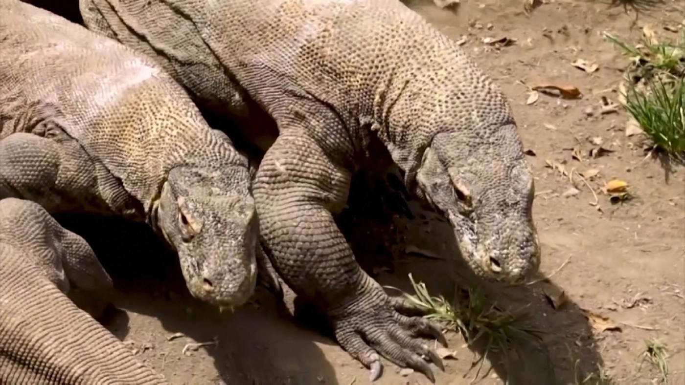เร่งอนุรักษ์มังกรโคโมโด หวั่นสูญพันธุ์ ( คลิป )