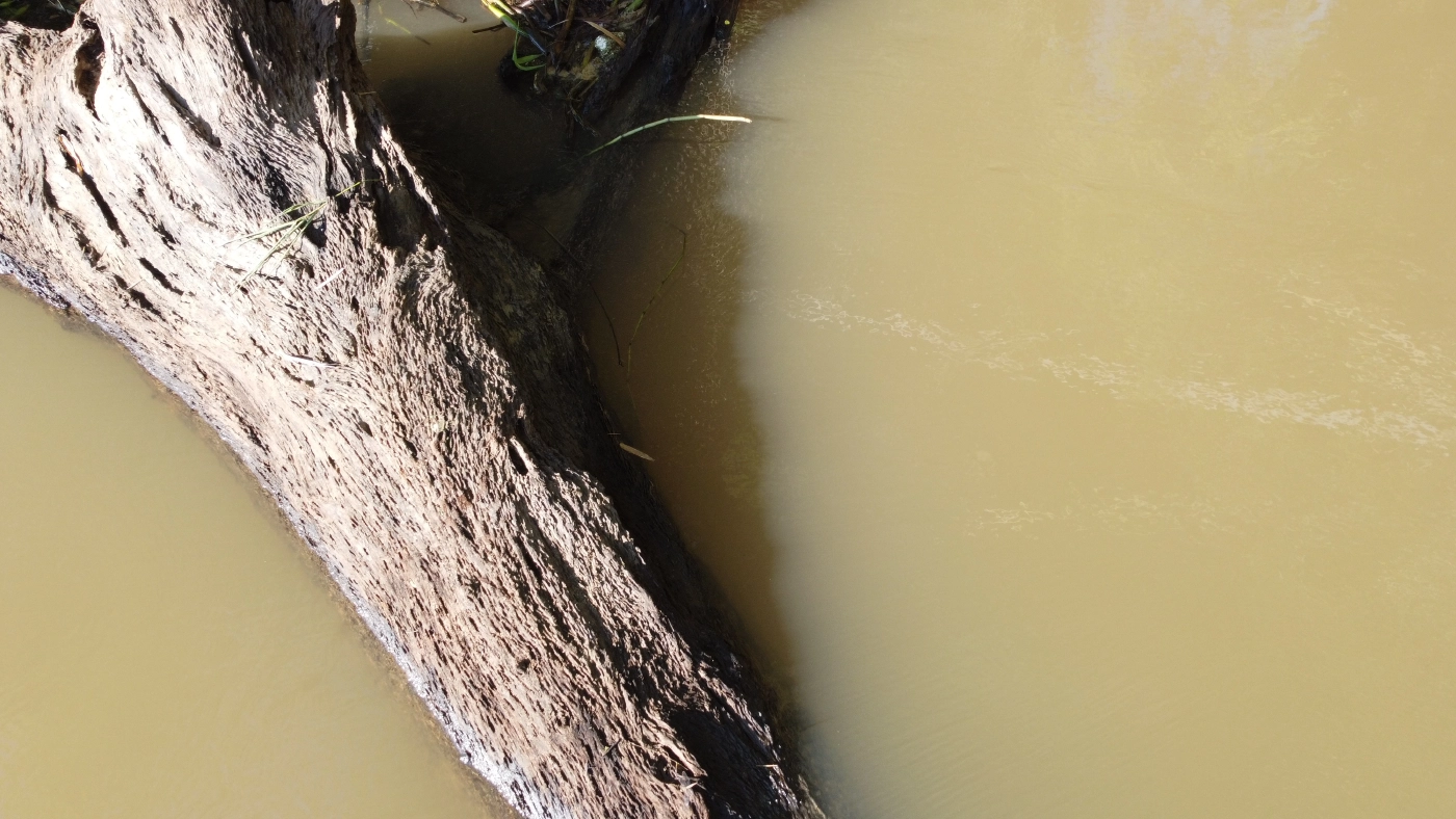 ฮือฮาต้นตะเคียนยักษ์หลังเขื่อนพิมายเร่งผลักดันน้ำเชื่อให้โชค