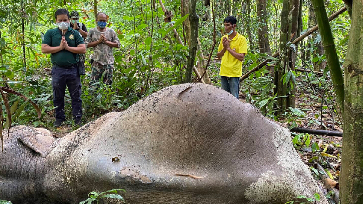 สุดเศร้า! พบช้างป่านอนตายใกล้เขตอุทยานแห่งชาติแก่งกรุง