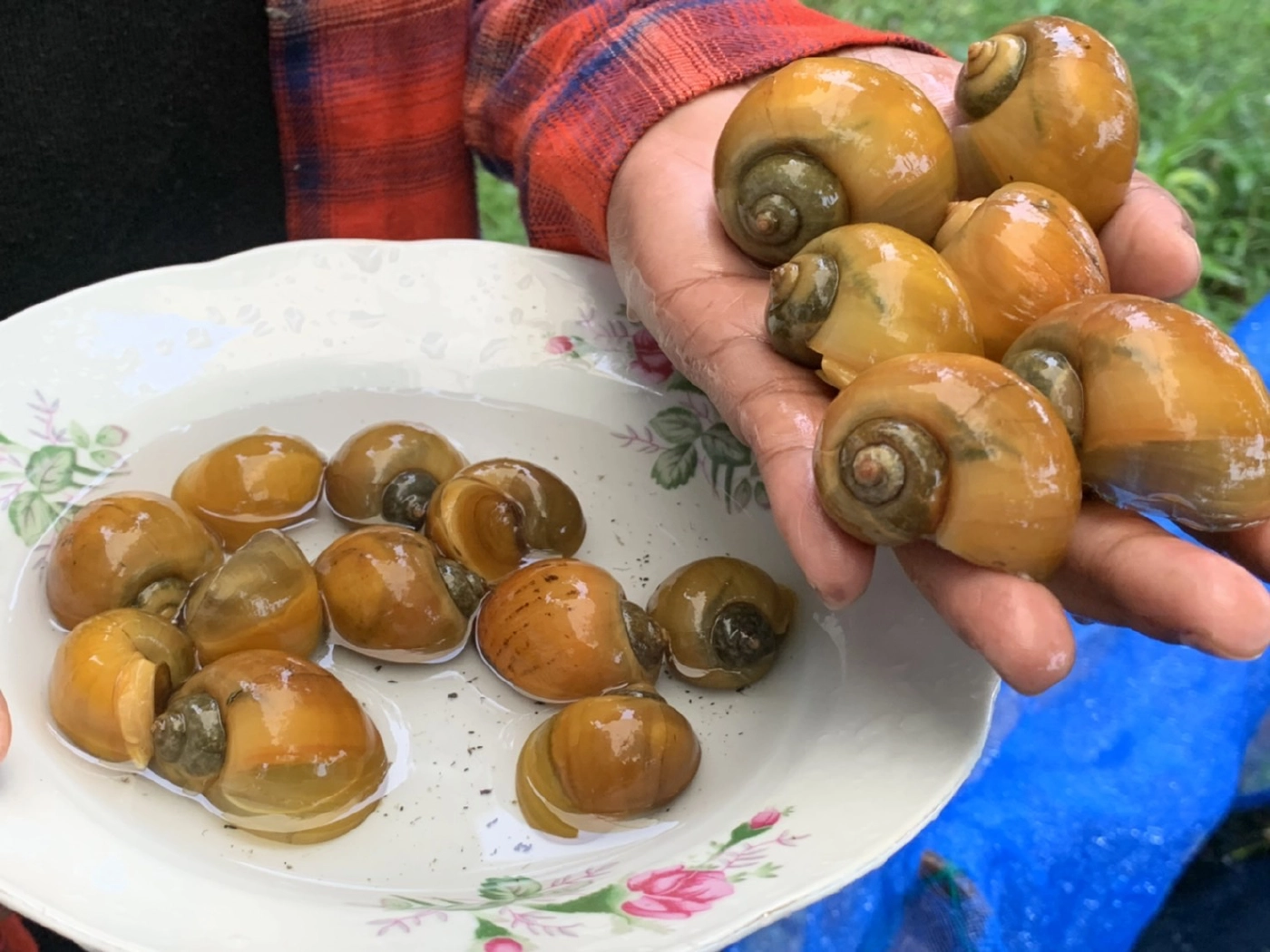 สัตว์เศรษฐกิจใหม่ เลี้ยงหอยเชอรี่สีทองโกยรายได้วันละพัน