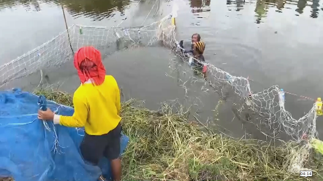 ชาวบ้านฮือฮาล้อมจับปลาช่อนยักษ์ตัวใหญ่กว่าคน