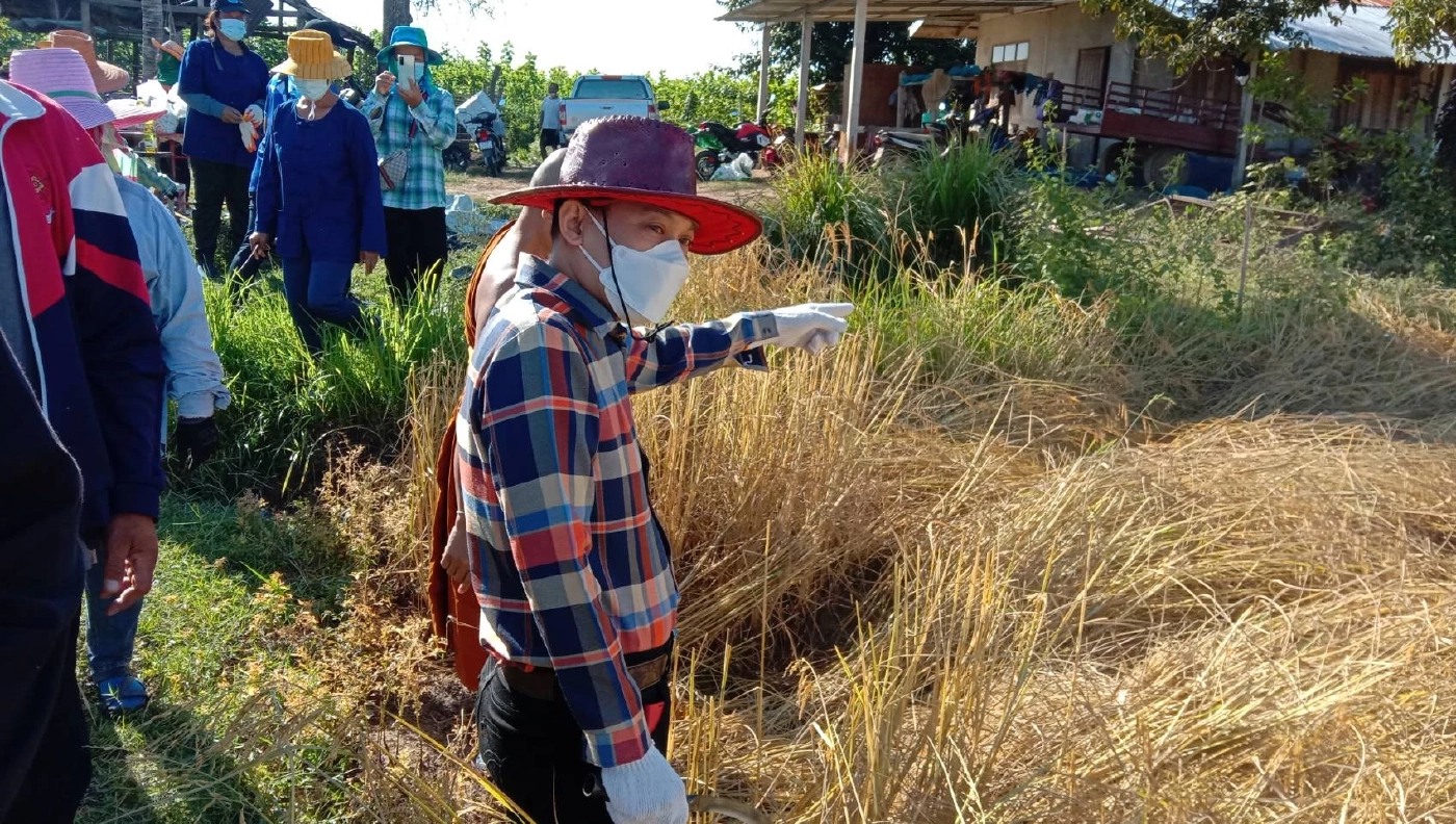 สีสัน..เป่าแคนตีกลองยาวเกี่ยวข้าว นายอำเภอกระตุ้นชาวบ้านลงแขกลดต้นทุน