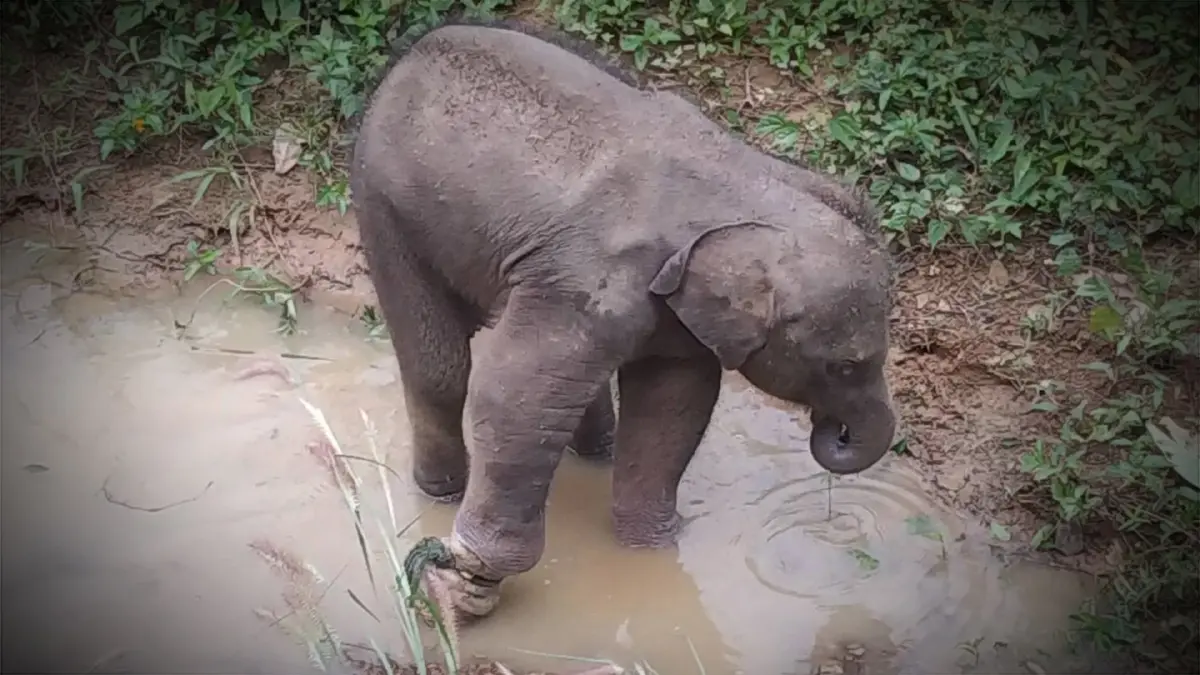 ภาพ : กรมอุทยานแห่งชาติ สัตว์ป่า และพันธุ์พืช