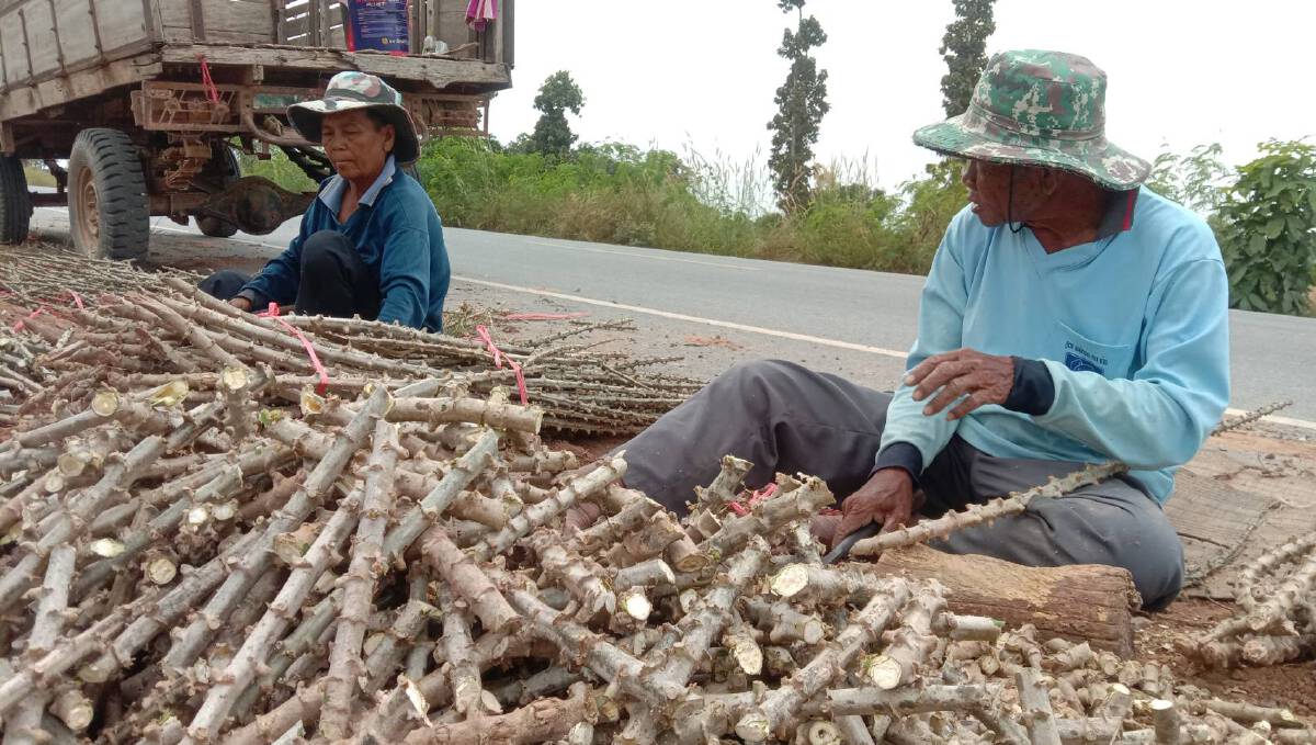 ชาวโคราชเลิกทำนาราคาข้าวตกต่ำ ปลูกมันสำปะหลังแทน กำไรดี