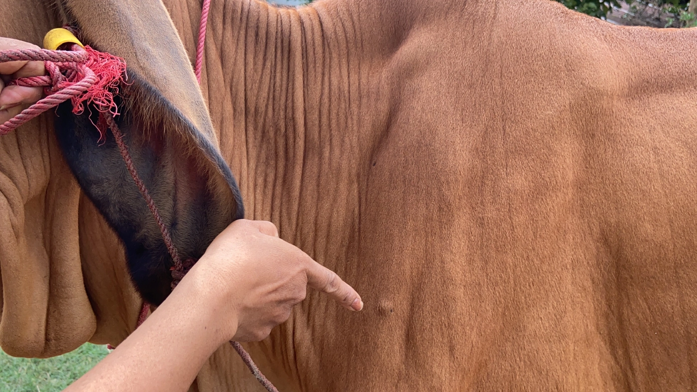 จิตใจทำด้วยอะไร มือดีใช้ปืนอัดลมยิงวัว-สุนัข กระสุนฝังในบาดเจ็บ