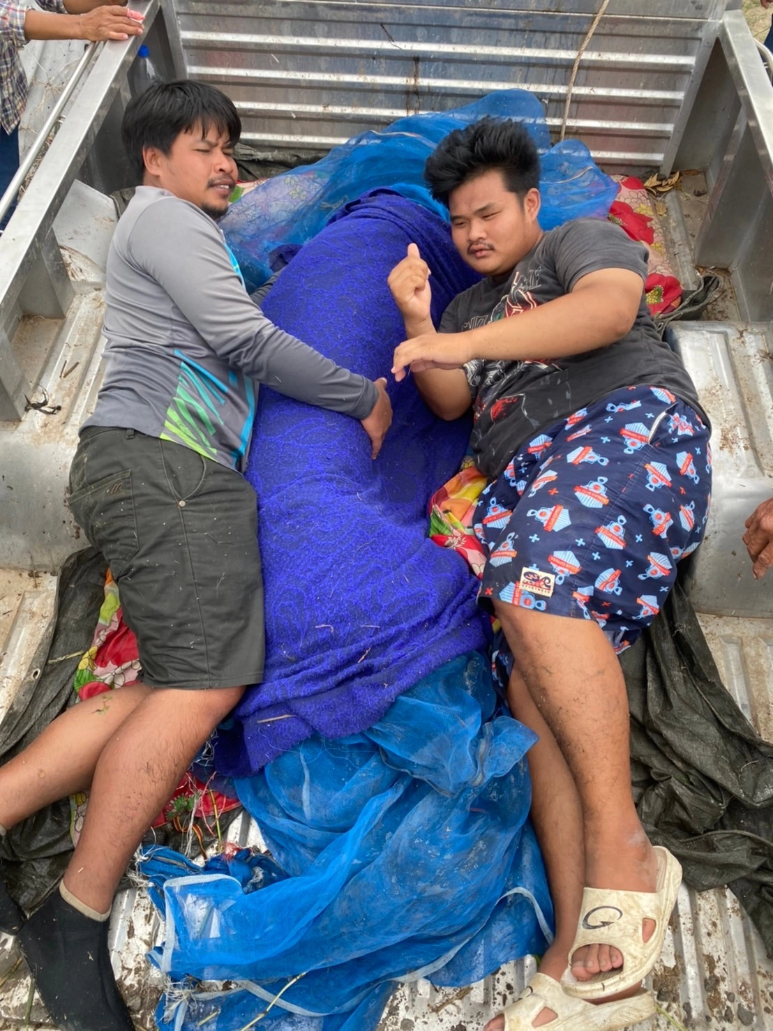 ชาวบ้านฮือฮาล้อมจับปลาช่อนยักษ์ตัวใหญ่กว่าคน