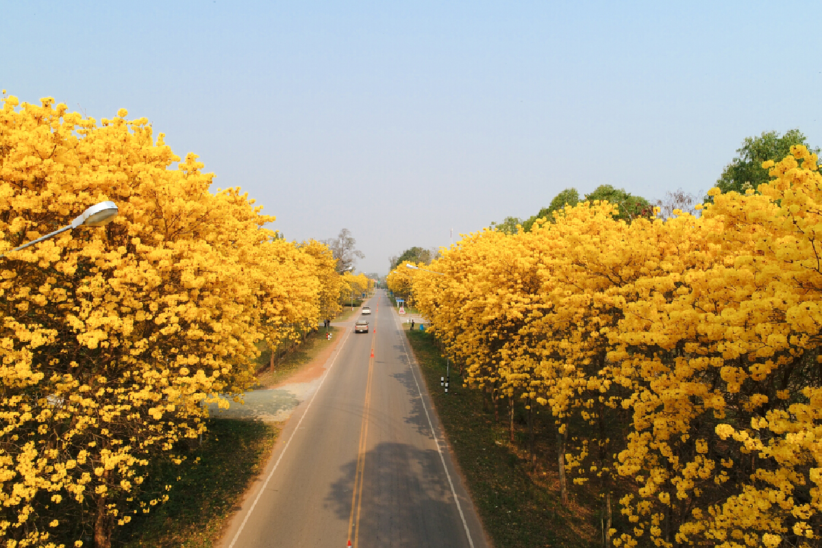 “ขับรถเที่ยว” หน้าหนาว เส้นทางสวย สีสันละลานตา