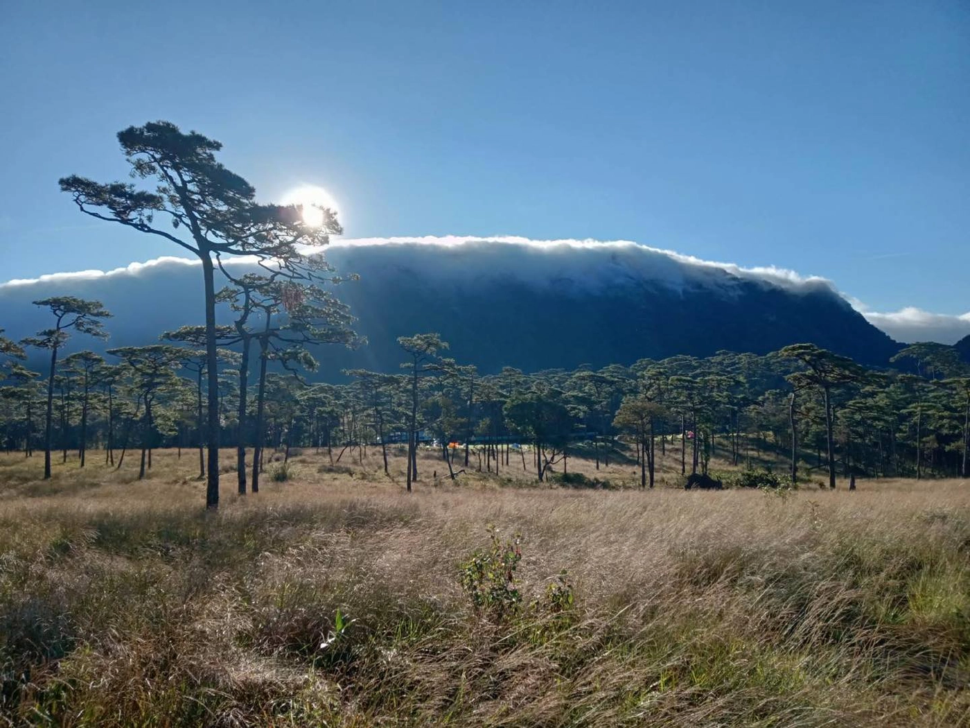 ลานสน อุทยานแห่งชาติภูสอยดาว // ภาพจาก อุทยานแห่งชาติภูสอยดาว