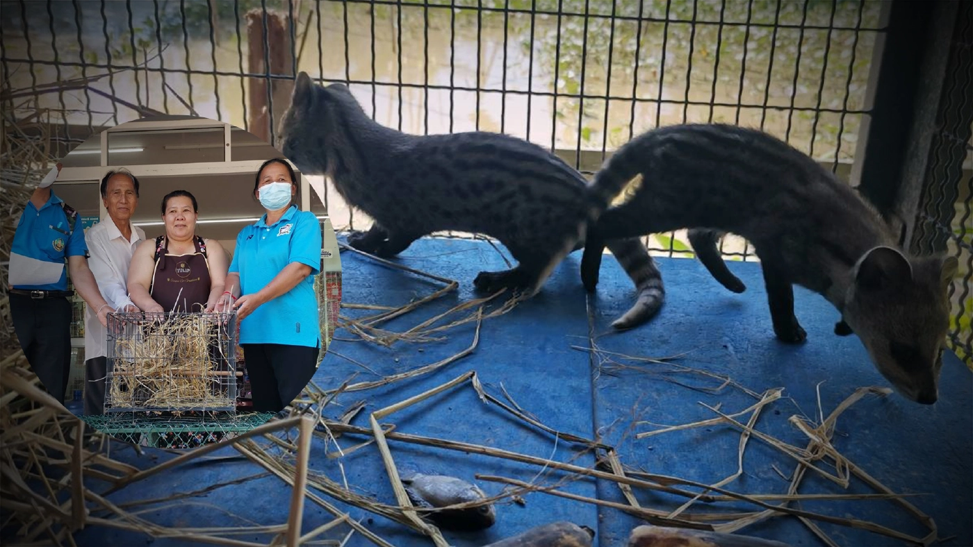 จนท.รับลูกชะมดเช็ด 3 ตัว หลังชาวบ้านแจ้งผ่านสายด่วน 1362