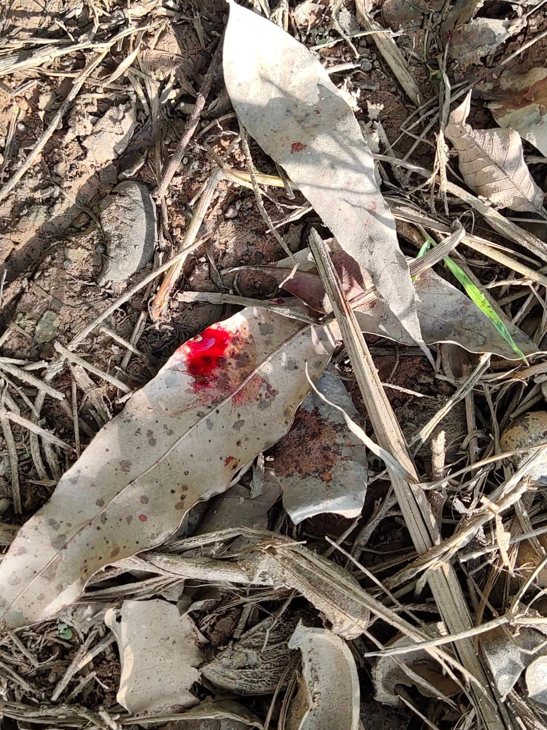 ขสป.เขาอ่างฤาไน เร่งช่วยเหลือช้างป่าได้รับบาดเจ็บ