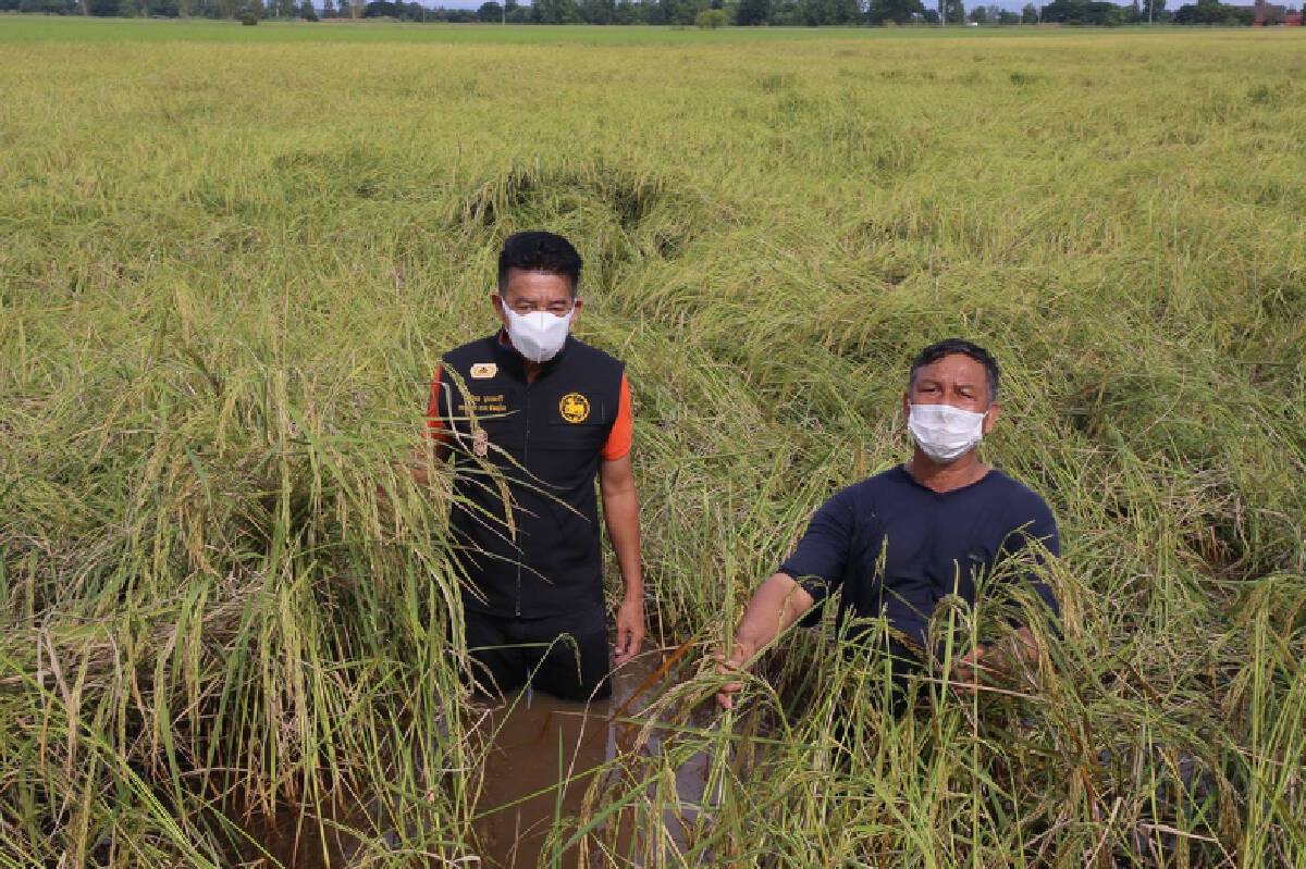 อบจ.พิษณุโลกช่วยชาวนา-ข้าวหอมมะลิจมน้ำ 2 หมื่นไร่