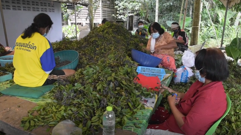 ‘ลูกหยี‘ สร้างงาน สร้างรายได้ชุมชน บ้านหนองแสง