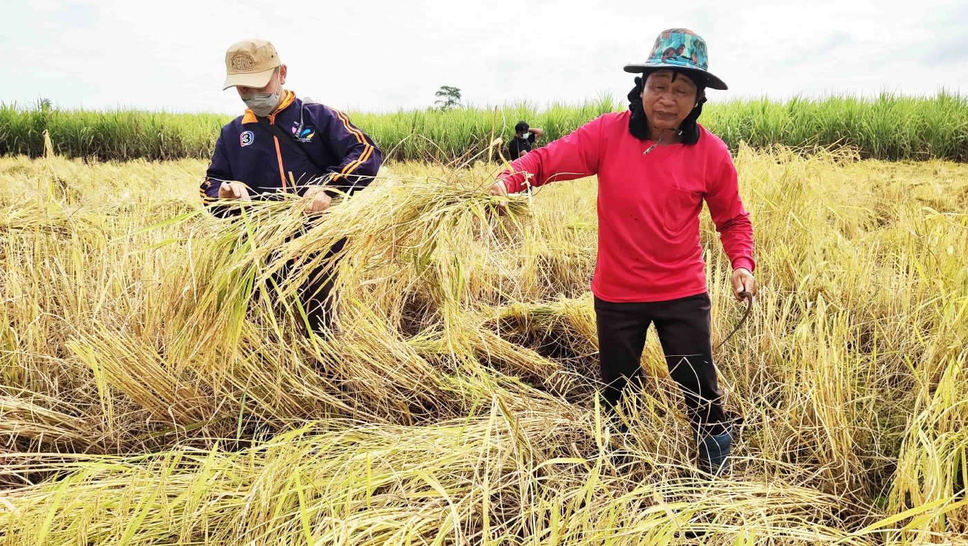 ลาวครั่งบ้านน้อยป่าแฝก ลงแขกเกี่ยวข้าวกำสร้างความสามัคคีในชุมชน