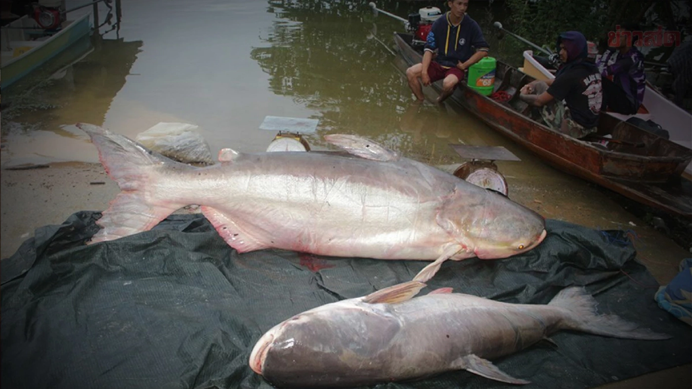 เริ่มแล้ว! เทศกาลล่าปลาบึกเขื่อนแก่งกระจาน 3 วัน ล่าแล้ว 25 ตัว