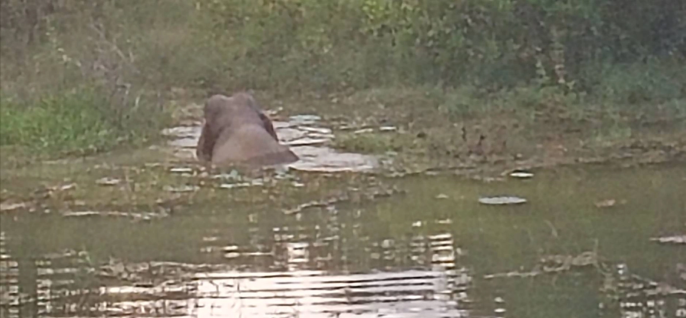 สลด! ช้างป่าทำร้ายนักข่าวเสียชีวิตขณะติดตาม จนท.เข้าทำการช่วยเหลือ