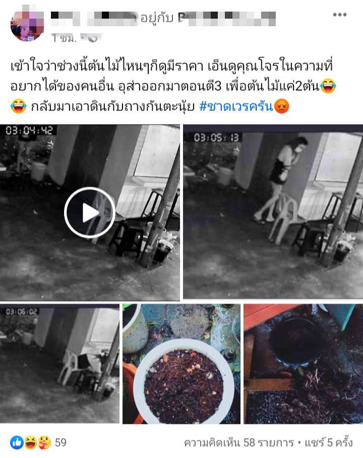 เจ้าของร้าน "มา-ต๊ะ-ชา" เตือนภัยโจรขโมยต้นไม้อาละวาด