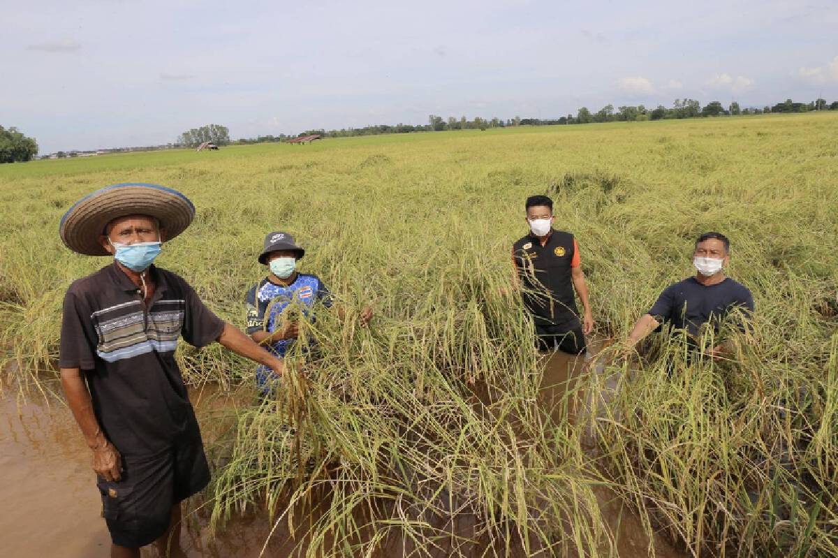 อบจ.พิษณุโลกช่วยชาวนา-ข้าวหอมมะลิจมน้ำ 2 หมื่นไร่