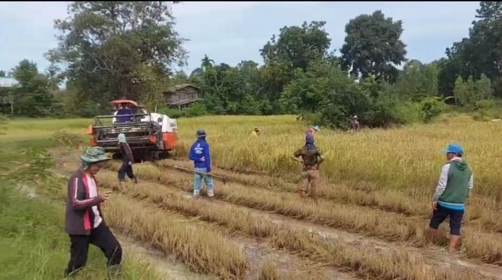 แปลกแต่จริง ชาวบ้านแห่แย่งฟางข้าวเกี่ยวใหม่ไปให้สัตว์เลี้ยง