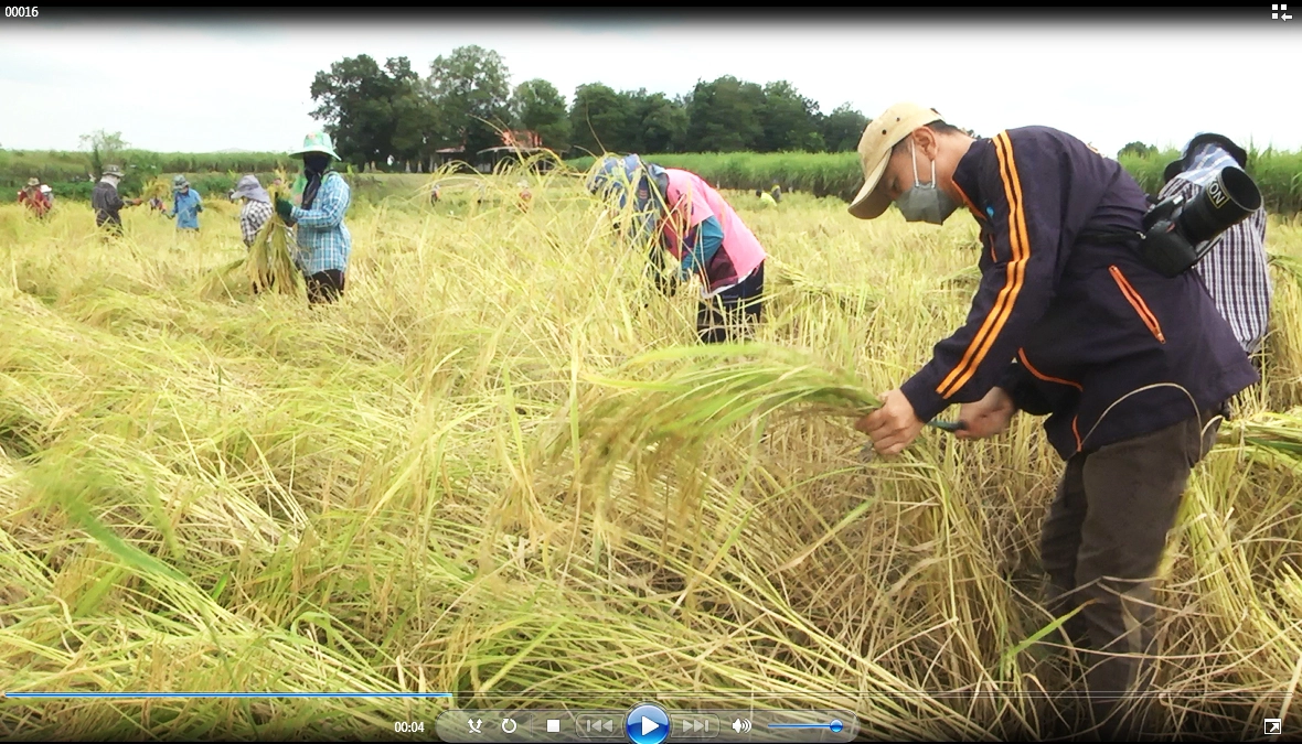ลาวครั่งบ้านน้อยป่าแฝก ลงแขกเกี่ยวข้าวกำสร้างความสามัคคีในชุมชน