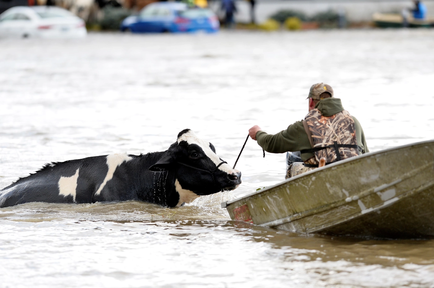 ชาวแคนาดาร่วมแรงใช้เจ็ตสกีอพยพฝูงวัวหนีน้ำท่วม