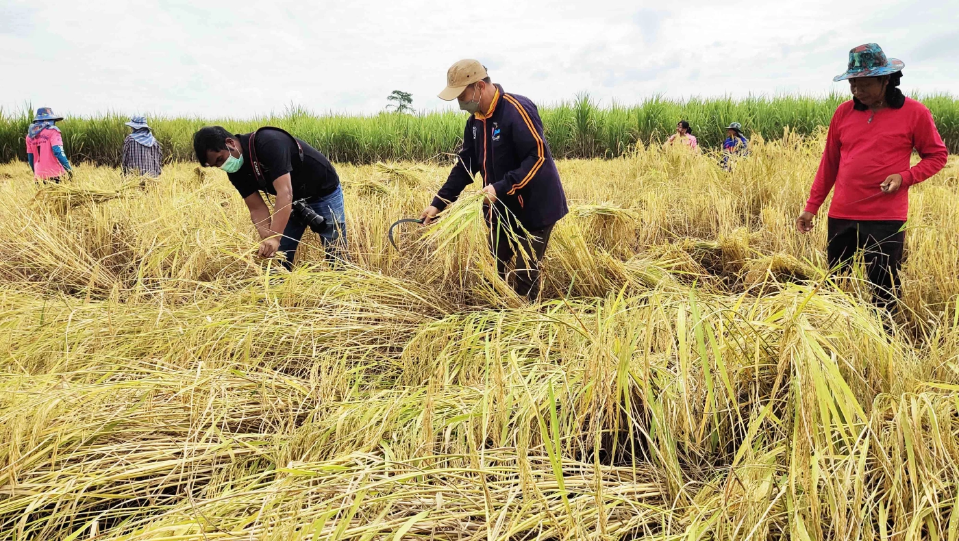 ลาวครั่งบ้านน้อยป่าแฝก ลงแขกเกี่ยวข้าวกำสร้างความสามัคคีในชุมชน