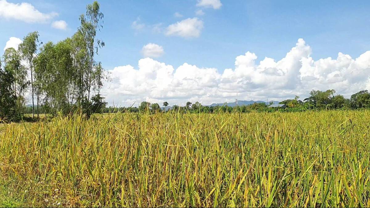 จังหวัดพะเยาตั้งจุดรับซื้อข้าวชาวนา 11 จุด