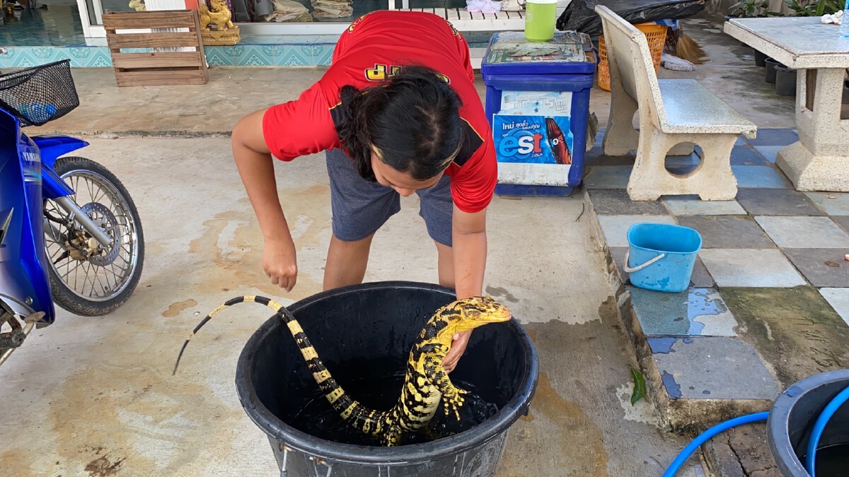 เจอแล้วน้องอุตรายันต์ “เหี้ย” สุดที่รักของสาวสองโคราช หลังหายไป 7 วัน