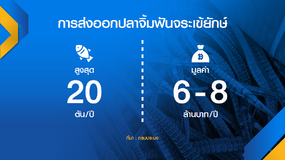 รัฐเพาะพันธุ์ ‘ปลาจิ้มฟันจระเข้ยักษ์‘ ลุยขายจีน