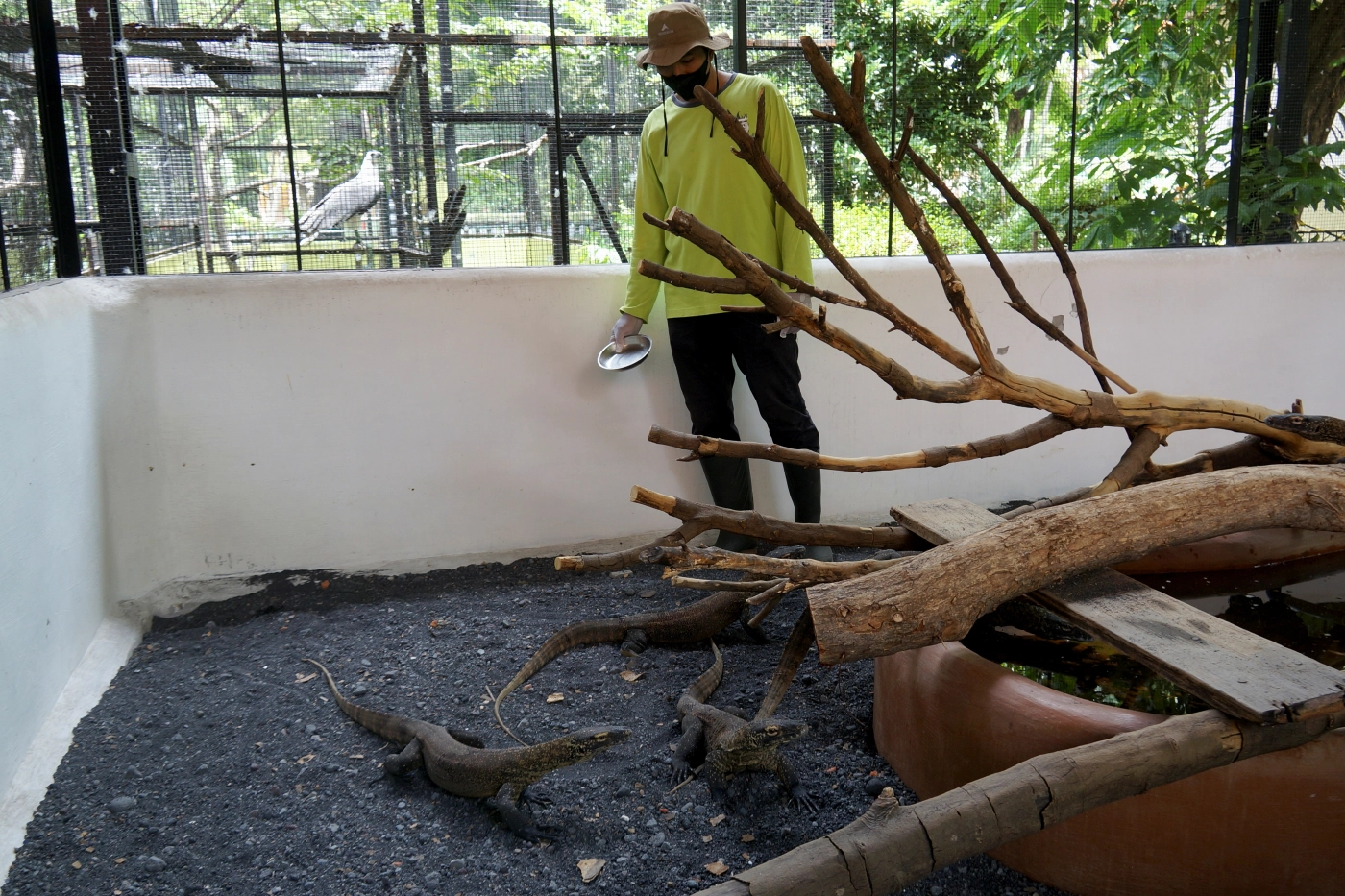 เร่งอนุรักษ์มังกรโคโมโด หวั่นสูญพันธุ์ ( คลิป )