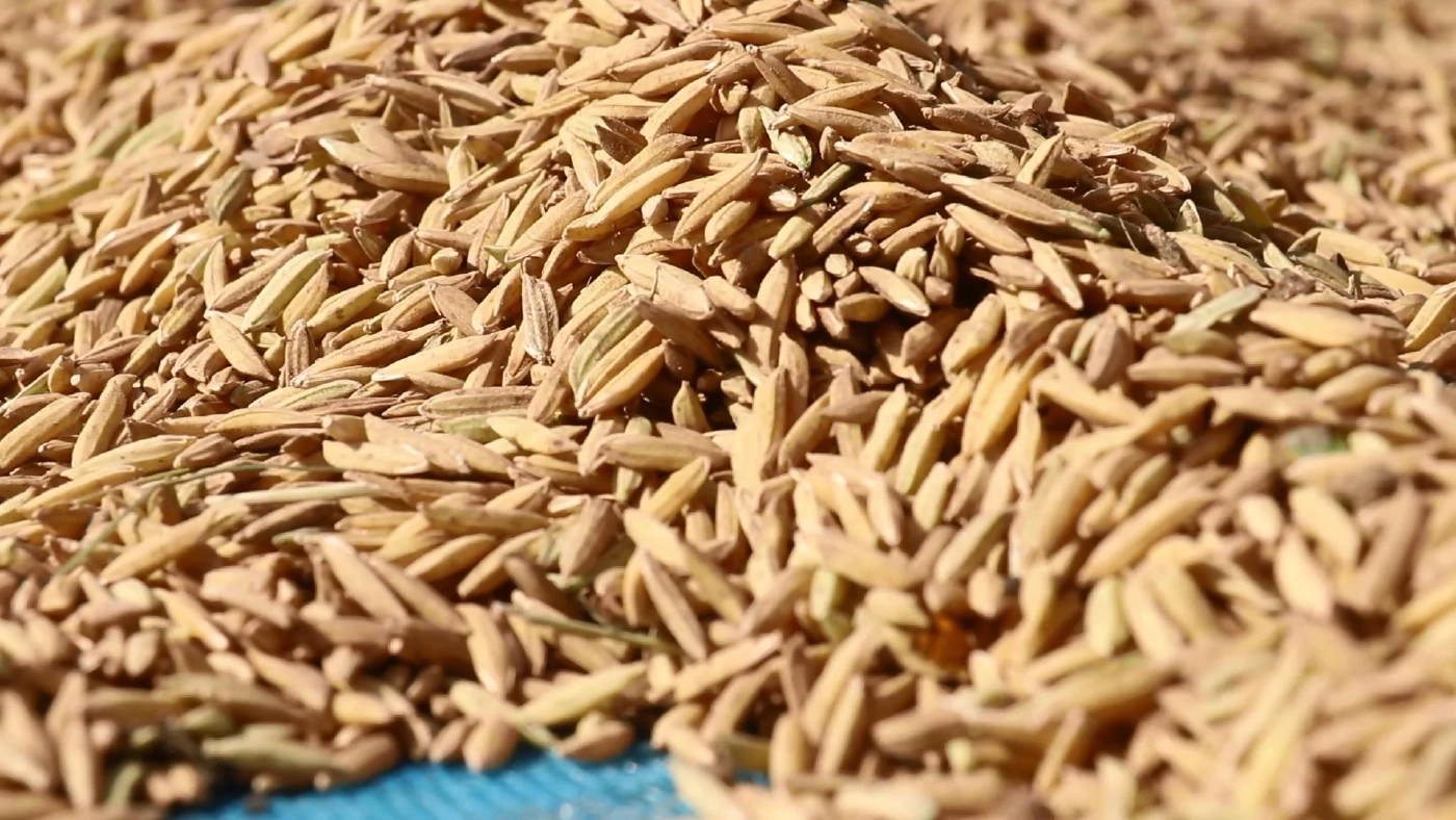 ชาวนาพิจิตรใช้ลานวัดตากข้าวลดต้นทุน-อุบัติเหตุ