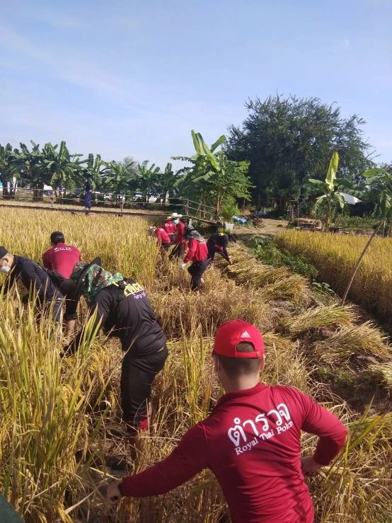 ชื่นชม ! ตำรวจผาขาว จ.เลย ช่วยตายาย 72 ปีสุดยากจน ลงแขกเกี่ยวข้าว