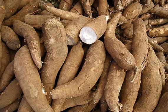 ผู้ผลิตอาหารสัตว์วอนกำหนด GAP เป็นมาตรฐานขั้นต่ำสินค้าเกษตร