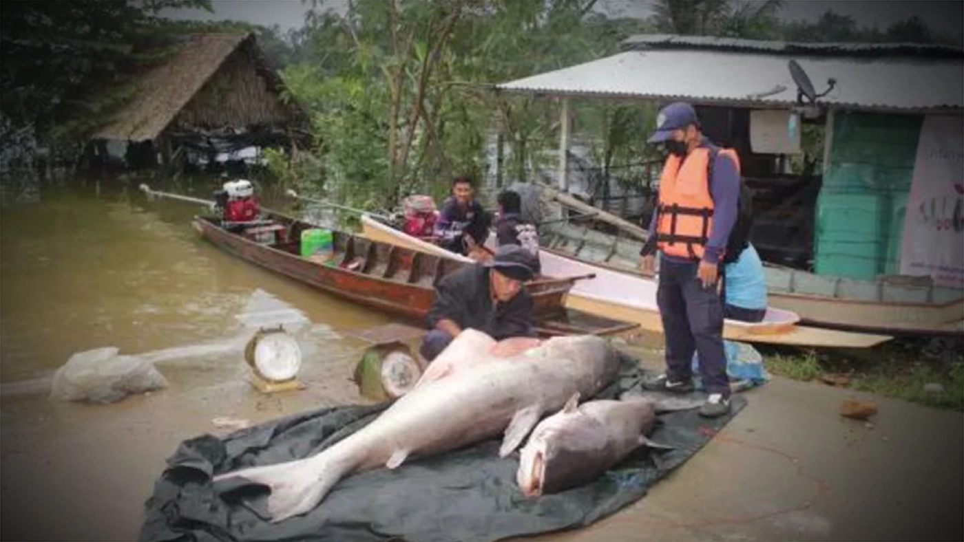 เริ่มแล้ว! เทศกาลล่าปลาบึกเขื่อนแก่งกระจาน 3 วัน ล่าแล้ว 25 ตัว