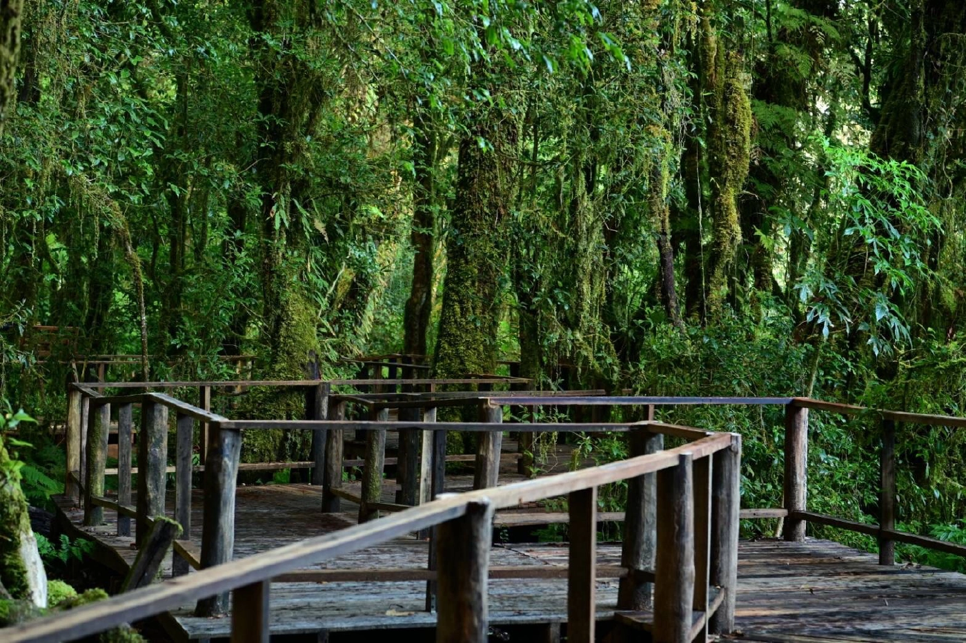 หนาวยะเยือกดอยอินทนนท์ชูไฮไลท์ป่าดิบเขา“อ่างกา”