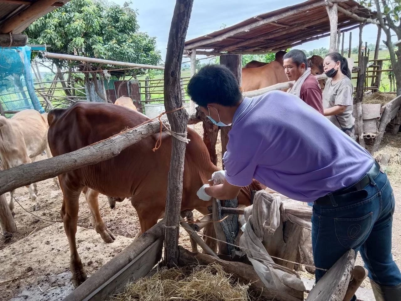 เกษตรฯ สั่งเร่งจ่ายเงินชดเชยเสียหายจาก ลัมปี สกิน