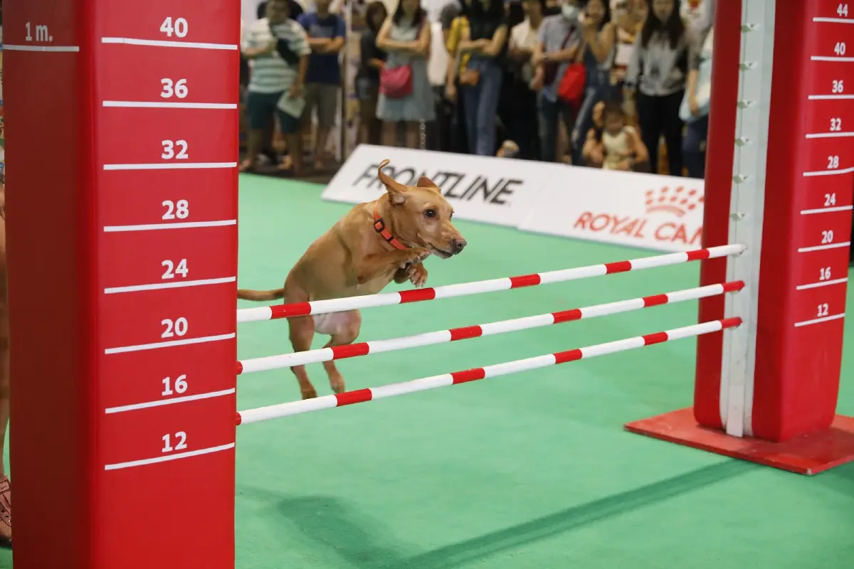 สิ้นสุดการรอคอย "Pet Expo Thailand 2021"