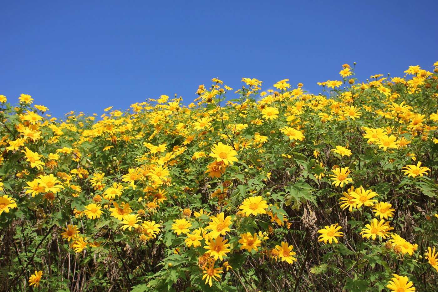 เปิดแล้วเทศกาล"ทุ่งดอกบัวตองบาน"ท่ามกลางคุมเข้มโควิด