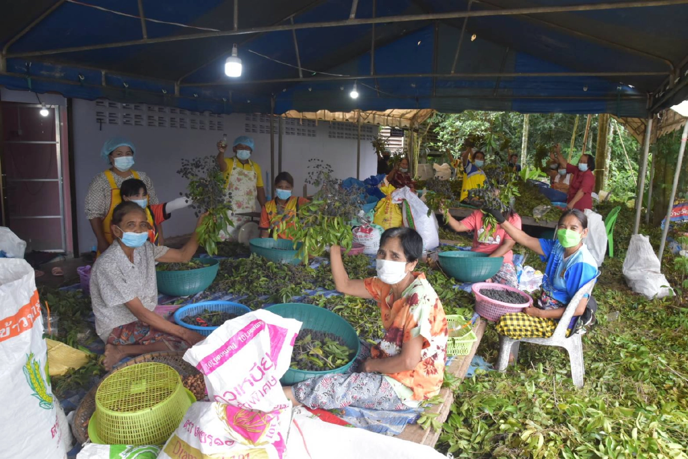 "ลูกหยีสามรส" บ้านหนองแสงสร้างรายได้ให้ชุมชน