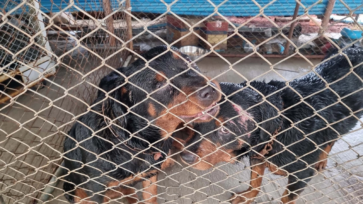 ปศุสัตว์ย้ายหมาร็อตไวเลอร์ 6 ตัว ปลดล็อกความหวาดระแวงชาวบ้าน