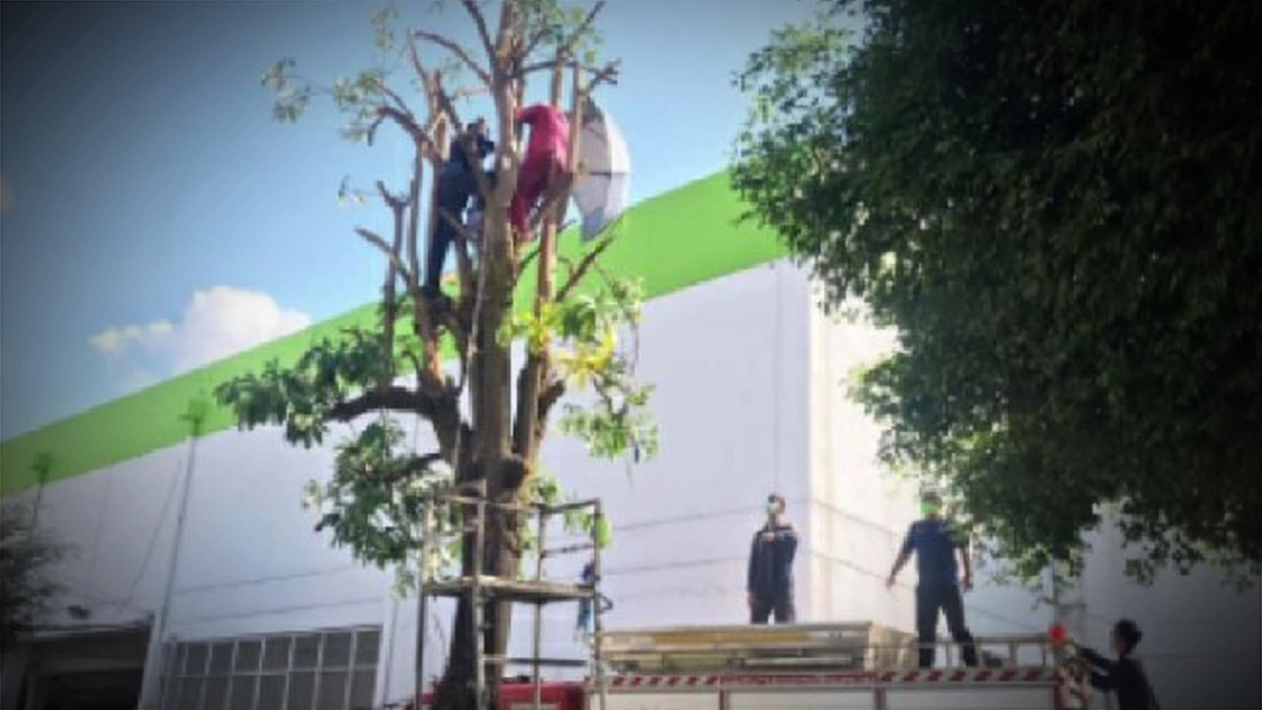 เจ้าหน้าที่กู้ภัยช่วยหนุ่มหมดสติบนต้นตีนเป็ด หลังรับจ้างให้ตัดแต่งกิ่ง