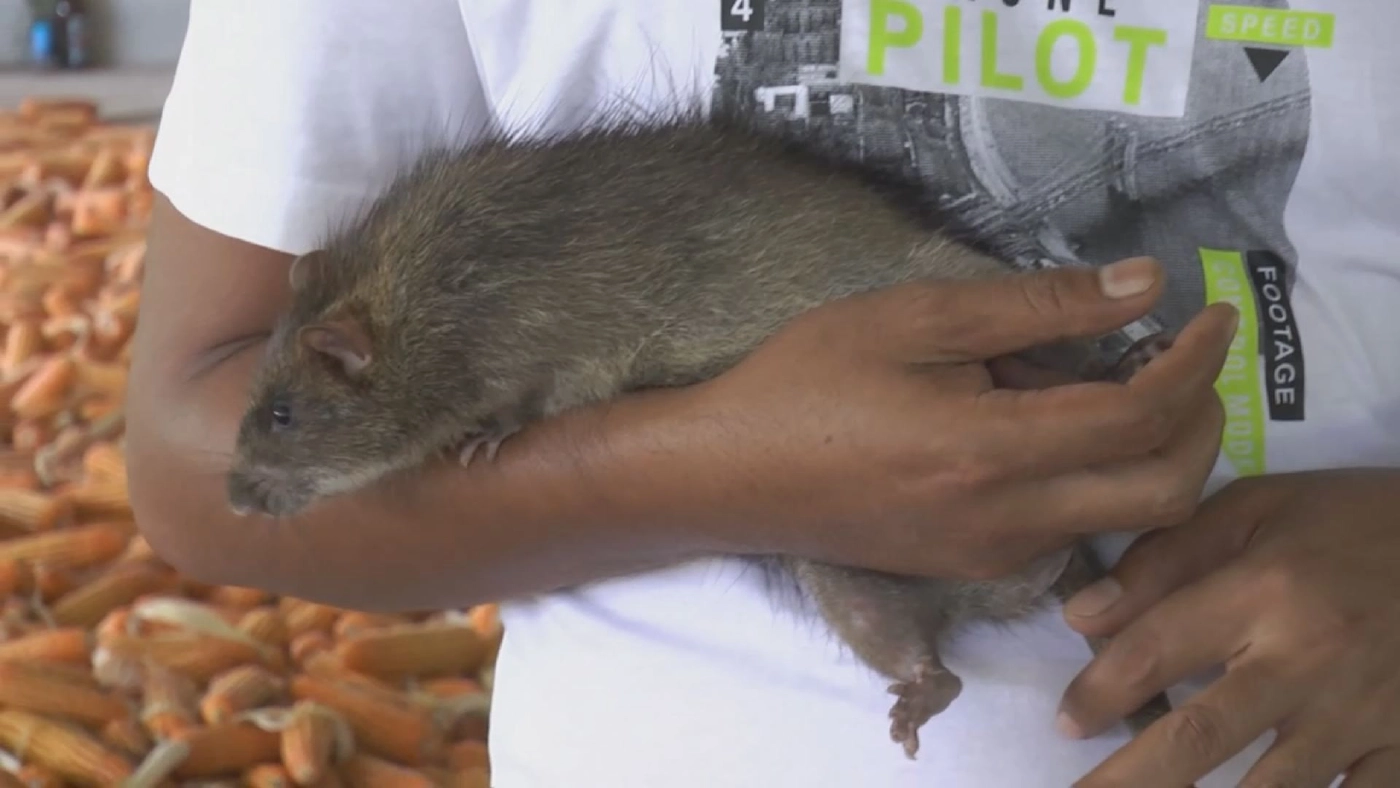 ‘หนูนาอบโอ่ง‘  สร้างรายได้ทำเงินวันละ 3 พันบาท