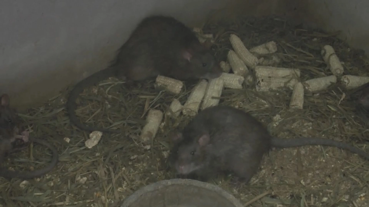 ‘หนูนาอบโอ่ง‘  สร้างรายได้ทำเงินวันละ 3 พันบาท