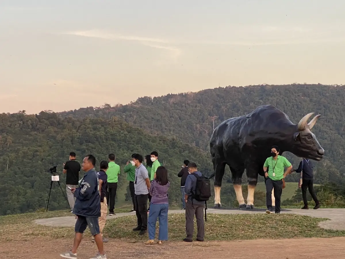 นักท่องเที่ยวแห่สัมผัสอากาศหนาว ชมฝูงกระทิงป่าวังน้ำเขียว
