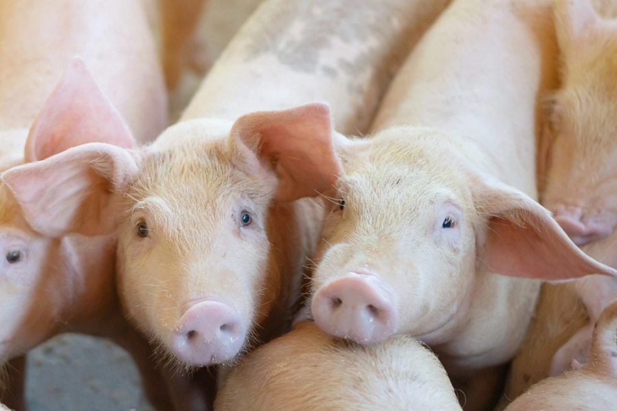 เกษตรกรระทม โรคหมูทำผลผลิตหาย 30% ซ้ำขาดทุนสะสมกว่า 3 ปี