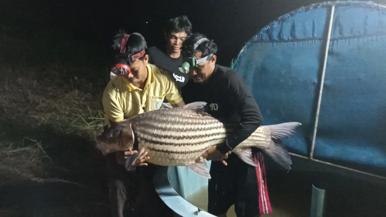 เข้าสู่หน้าหนาวชาวลูกน้ำโขงจับปลายี่สกไทยตัวใหญ่สุด 40 กก.