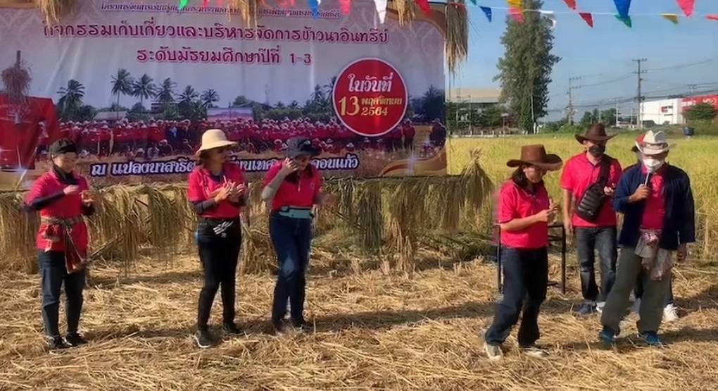 แม่สอดเกี่ยวข้าวอินทรีย์วิถีชีวิตชาวนาไทย