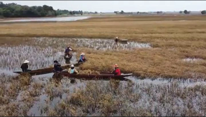 ชาวนาสุรินทร์พายเรือเกี่ยวข้าวจมน้ำเน่าเหม็น